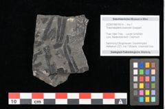 Foto (Objekt + Etikett) von Thaumatopteris muensteri Goeppert (NHMW-GEO-2024-0188-10516)